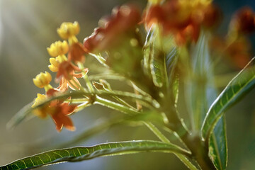 アスクレピアス、唐綿トウワタ花言葉、心変わり	