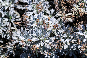 Crossostephium Chinense: The Subtle Elegance of China Lotusdaisy
