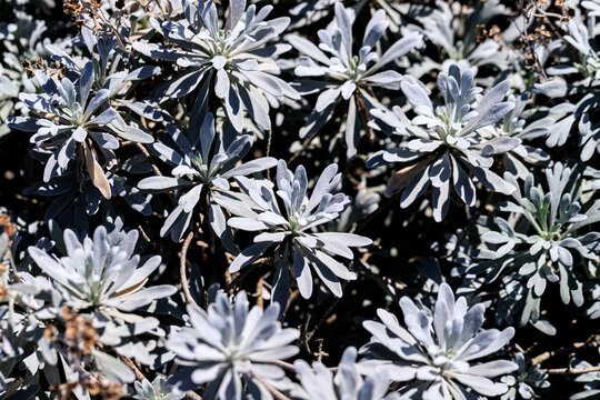 Crossostephium Chinense: The Subtle Elegance of China Lotusdaisy