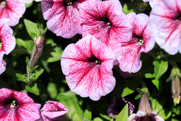 A Lush Tapestry of Petunia × Atkinsiana in Spring Bloom