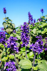 Obraz premium Salvia Japonica’s Purple Hues Dancing in the Sunlight and Blue Sky