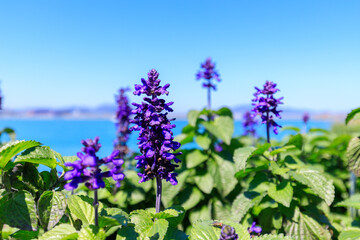 Salvia Japonica’s Purple Hues Dancing in the Sunlight and Blue Sky