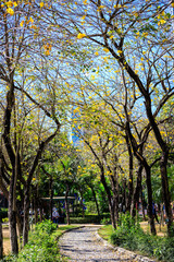 A Serene Stroll Through Autumn’s Golden Canopy of Handroanthus Chrysotrichus
