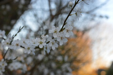 branches with blossoms of a tree against the sky DSLR photo closeup 