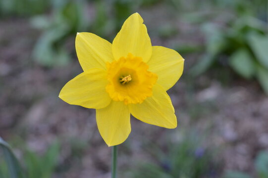 yellow daffodil flower DSLR photo closeup 