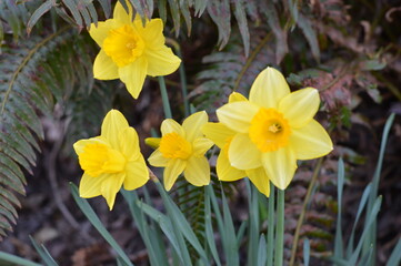 Fototapeta premium yellow daffodil spring flowers DSLR photo closeup 