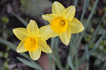 Obraz premium yellow daffodil spring flowers DSLR photo closeup 