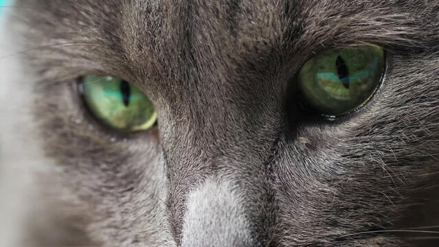 Close-up photography of the cat's eyes and nose, macro photography, the cat is lying on the couch
