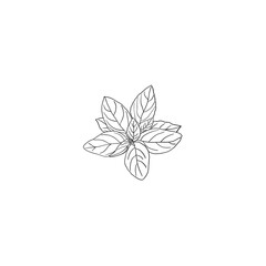 An outline illustration of Basil leaves in black ink