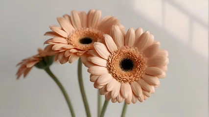 Foto op Plexiglas Delicate pale peach gerbera flower stems on white background. Aesthetic close up view floral composition with sunlight shadows and copy space © Badi