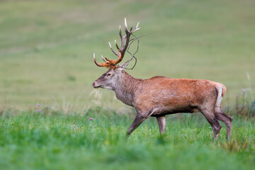 Red Deer (Cervus elaphus) walking on the meadow