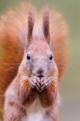 Red squirrel, Sciurus vulgaris, Cute arboreal, omnivorous rodent . Portrait of eurasian squirrel in natural habitat.