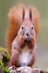 Red squirrel, Sciurus vulgaris, Cute arboreal, omnivorous rodent . Portrait of eurasian squirrel in natural habitat.