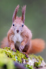 Red squirrel, Sciurus vulgaris, Cute arboreal, omnivorous rodent . Portrait of eurasian squirrel in natural habitat.
