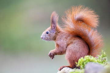 Red squirrel, Sciurus vulgaris, Cute arboreal, omnivorous rodent . Portrait of eurasian squirrel in natural habitat.