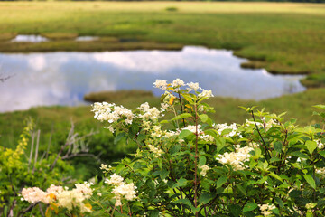 Fototapeta premium 霧ヶ峰高原の池塘と高山植物