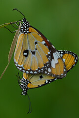 Mating butterfly on a leaf
