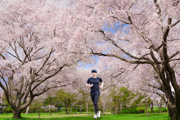 桜の咲く公園をジョギングをする男性 - obrazy, fototapety, plakaty