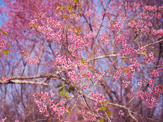Pink cherry blossoms flower in full bloom. - 760298944