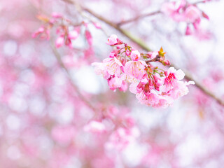 Pink cherry blossoms flower in full bloom. - 760298966