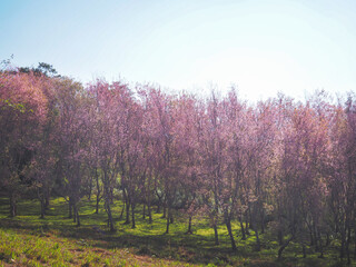 Pink cherry blossom flowers in full bloom. - 760298970
