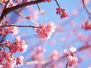 Pink cherry blossoms flower in full bloom. - 760298972