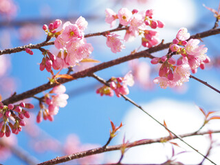 Pink cherry blossoms flower in full bloom.
