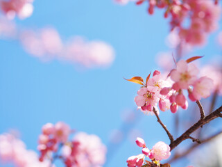 Pink cherry blossoms flower in full bloom. - 760298993