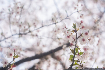 春に日本で見た満開の桜の木