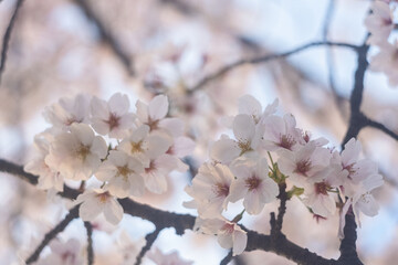 春に日本で咲いている桜の花