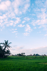 インドネシアのバリ島で見た田園風景