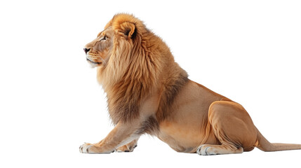 Majestic male lion with a full mane sitting in a relaxed pose, looking to the side on a white...