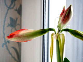 amaryllis buds bloom in spring on the windowsill - 760301368