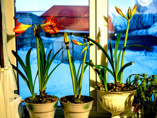 Amaryllis buds are blooming in a pot on the windowsill - 760301569