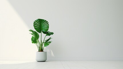 A vibrant green potted plant against a plain white wall