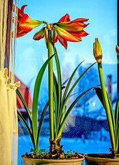 Amaryllis buds are blooming in a pot on the windowsill - 760301711