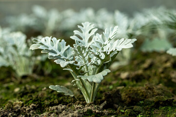 The silver ragwort is a halophilic plant. Silvery ragwort is a beautiful leafy plant