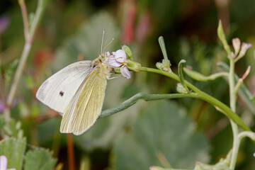 Small white butterfly, Pieris rapae, posed on a plant under the sun