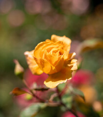 Yellow Rose in a Garden