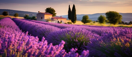 Vibrant Lavender Fields Paint the Provence Region with a Symphony of Purple Beauty - obrazy, fototapety, plakaty