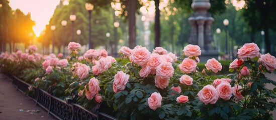 Elegant Pink Roses Arranged in a Beautiful Row Displaying Graceful Petals and Delicate Blooms - obrazy, fototapety, plakaty