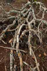 fallen tree roots