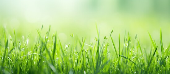 Vibrant Green Grass Background in Natural Outdoor Setting with Sunlight Filtering Through Leaves