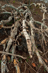 fallen tree roots