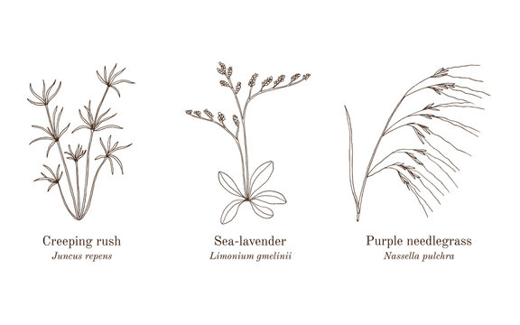 Collection of edible and medicinal plants