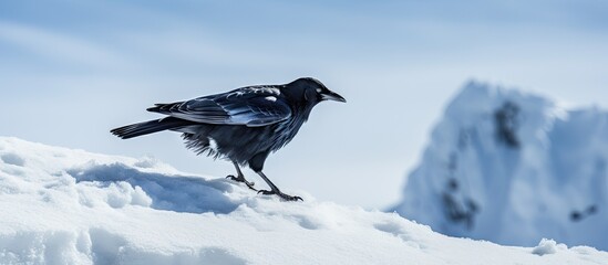 Serene Bird Perched Atop Snowy Hill, Enjoying Tranquil Winter Views