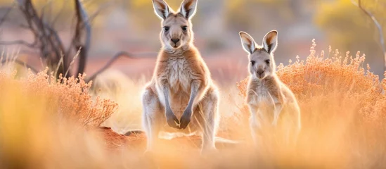 Keuken spatwand met foto Two Majestic Kangaroos Roaming Freely in the Untamed Australian Wilderness © Ilgun