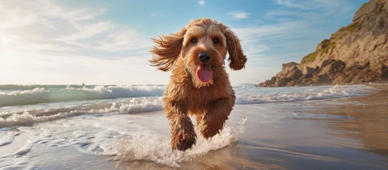 Foto auf Acrylglas Energetic Canine Enjoying a Carefree Sprint Along the Sandy Seashore at Sunset © Ilgun