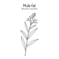 Mule fat or seepwillow (Baccharis salicifolia), medicinal plant. Hand drawn vector illustration