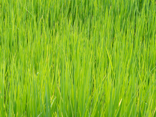 Thai Jasmine Rice Field in The Afternoon